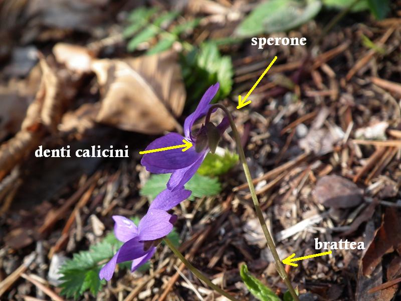 Viola sp. Nord Grecia - (elementi diacritici per determinare una Viola)
